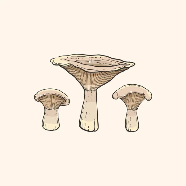Leucopaxillus Giganteus Mushrooms Light Background — Stock Vector