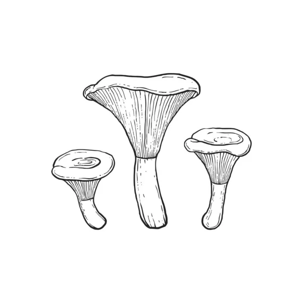 Lepista Flaccida Champignons Lichte Ondergrond — Stockvector