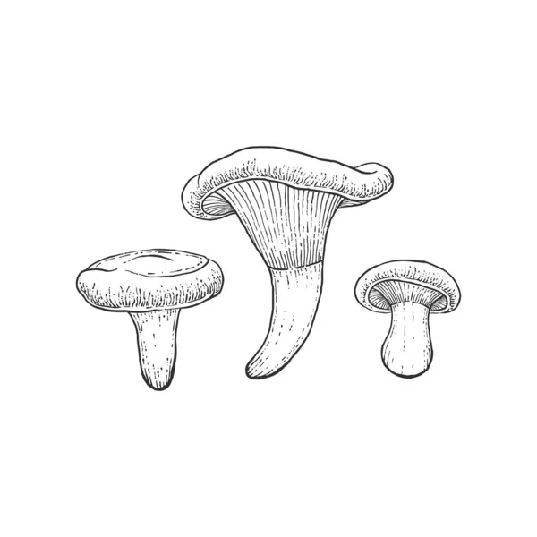 Cogumelos Paxillus Involutus Sobre Fundo Claro — Vetor de Stock