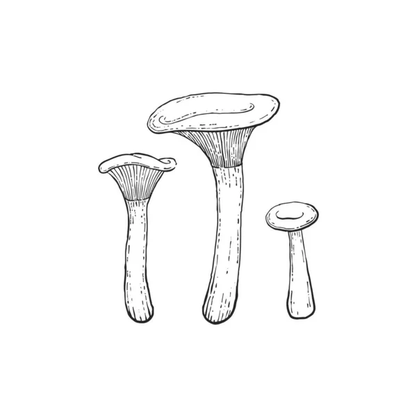 Pseudoclitocybe Cyathiformis Mushrooms Light Background — Stock Vector