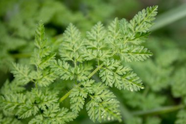 Sıradan bir Chervil, bahçemde yeşil bir bitki