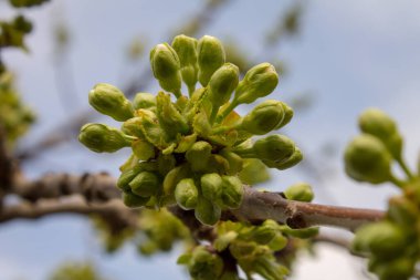 İlkbaharda ağaçta tomurcuklar
