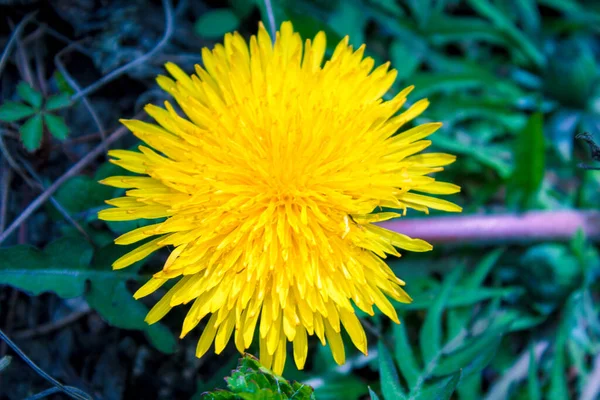 Flor de diente de león amarillo floreció — Foto de Stock