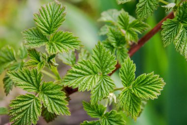 Genç ahududu yaprakları