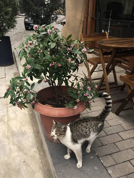 Gürcistan Vazolu Kedi — Stok fotoğraf