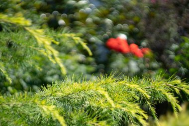 Arka planda sedir dalları ve kırmızı güller
