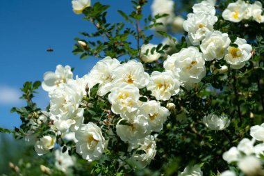 Bereketli beyaz güller