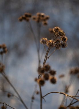 Kışın kuru dikenli otlar