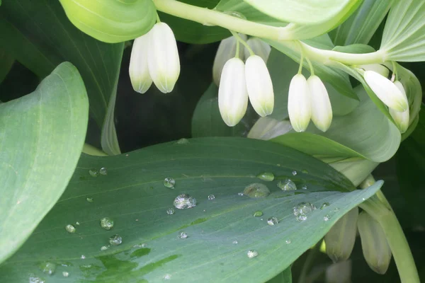 Fehér Virágok Vízcseppekkel — Stock Fotó