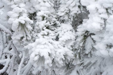 Çam dalları karla kaplı bulutlu bir günde