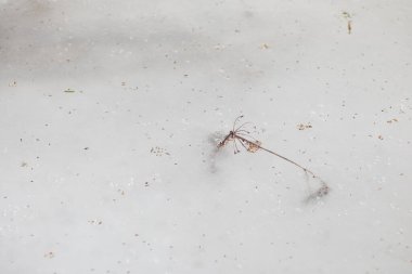 Buzun üzerindeki kuru otlar 