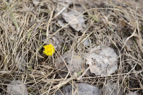 Wildtiere Frühling Gras Wald Laub Textur Hintergrund — Stockfoto