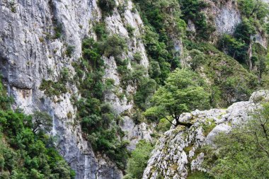 Bir kayanın ortasında, doğanın gücünü temsil eden bir ağacın doğuşu.