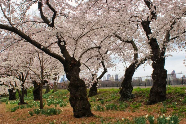 Blommande Mandelträd Central Park Och Bakgrunden New York Skyline — Stockfoto