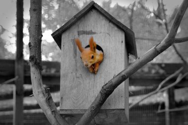     Kendi evinde sincap.        