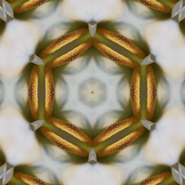 Closeup Λεπτομέρεια Μακροφωτογραφία Του Διπλού Λευκού Κρίνου Arum Μετατραπεί Διάφορα — Φωτογραφία Αρχείου