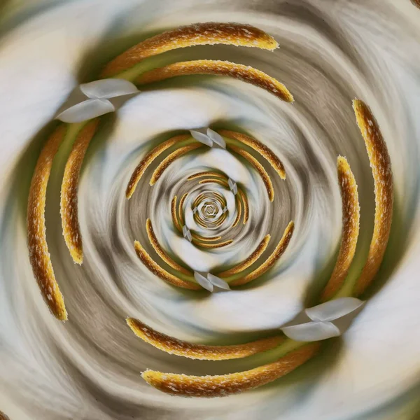 Çift beyaz zambağın yakın plan detaylı makro fotoğrafçılığı çeşitli spiral şekillere ve tasarımlara dönüştü