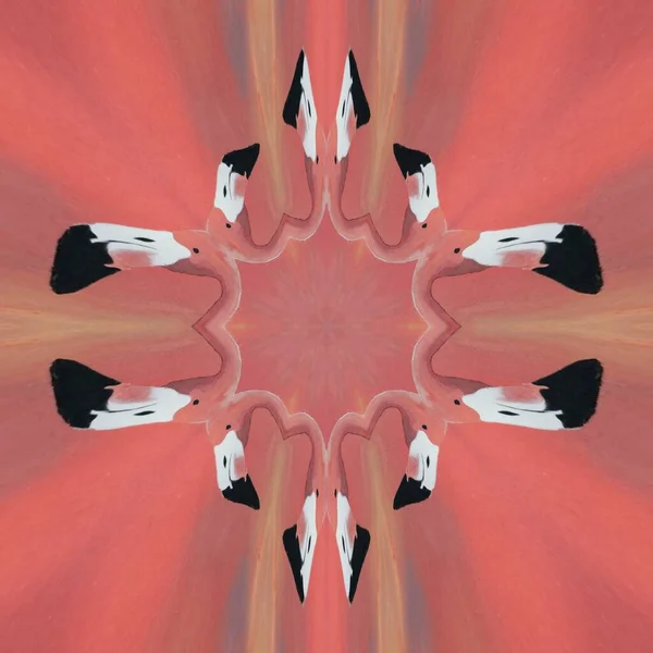 Många Ljusa Europeiska Flamingo Mönster Samtida Konst Med Rosa Bakgrund — Stockfoto
