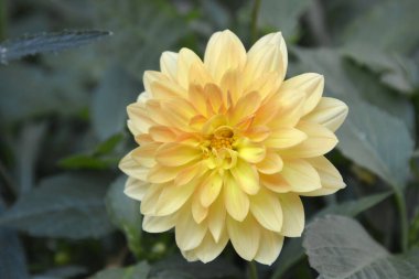 Helsinki, Finlandiya, 22 Temmuz 2014. Yeşil yapraklı sarı kasımpatı