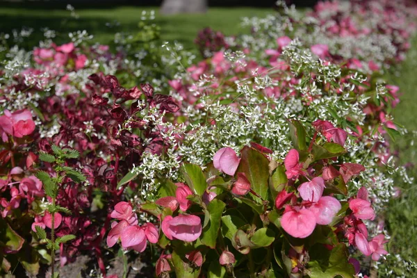 Helsínquia, Finlândia. 26 de julho de 2014. Lindas flores rosa de begônia em empréstimo verde no centro da cidade — Fotografia de Stock
