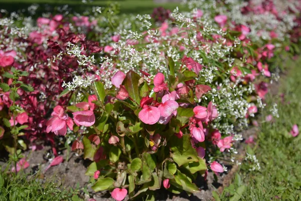 Helsínquia, Finlândia. 26 de julho de 2014. Lindas flores rosa de begônia em empréstimo verde no centro da cidade — Fotografia de Stock