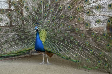 Prag, Çek Cumhuriyeti, Nisan 04, 2014. Waldstein Bahçesi. Tavuskuşu açık kuyrukla yürüyor.