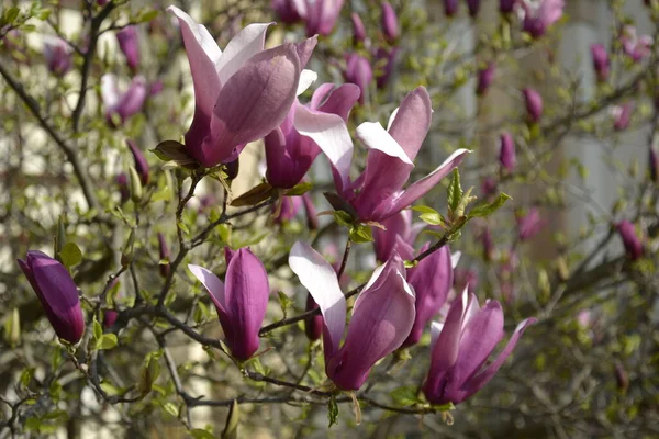 Praga Czechy Kwietnia 2014 Ogród Waldsteina Różowe Magnolia Kwiaty Makro — Zdjęcie stockowe