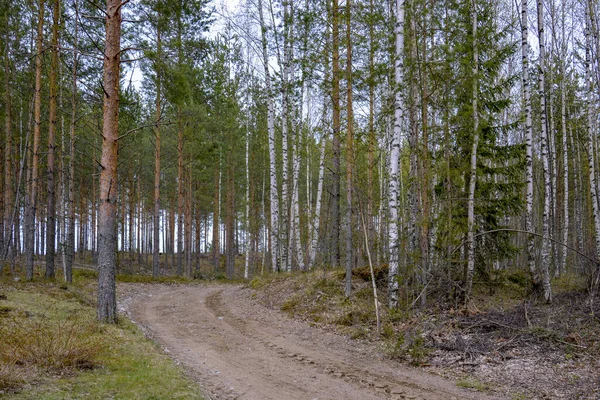 Güney Karelia, Finlandiya, 10 Mayıs 2014. Bahar yeşili orman. Taze yapraklar ve çimenler ortaya çıkar, doğa uyanır..