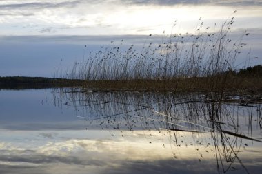 Güney Karelia, Finlandiya, 10 Mayıs 2014, güneş ışığı bulutlarını yansıtan ayna su yüzeyi. Gölde kuru otlar, arka planda karanlık ormanlar..