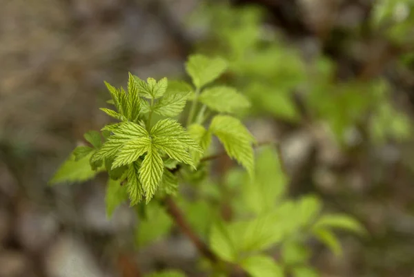 Southern Karelia Finland May 2014 Branch Raspberry Shrub Fresh Leaves — Stock Photo, Image