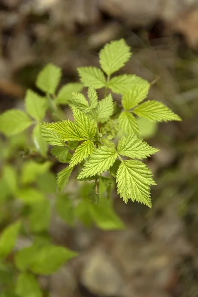 Southern Karelia Finland May 2014 Branch Raspberry Shrub Fresh Leaves — Stock Photo, Image