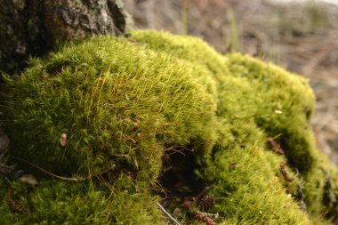 Güney Karelia, Finlandiya, 10 Mayıs 2014. Ağaç kabuğunda yeşil yosun. Makro görünüm.