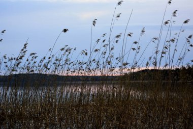Güney Karelia, Finlandiya, 10 Mayıs 2014. Karanlık, kuru çimenler gün batımında rüzgarda sallanıyor..