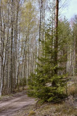 Güney Karelia, Finlandiya, 10 Mayıs 2014. Bahar çam ağacı ormanında yeşil köknar ağacı.