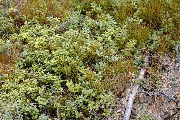 Southern Karelia Finland May 2014 Cowberry Leaves Green Moss — Stock Photo, Image