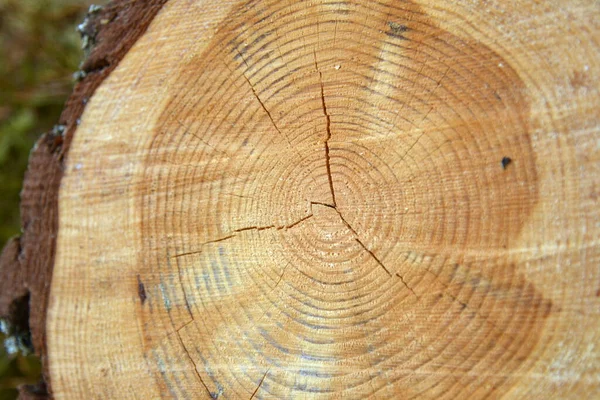 Güney Karelia, Finlandiya, 10 Mayıs 2014. Yıllık halkalarıyla çam ağacının gövdesinden kesilmiş.
