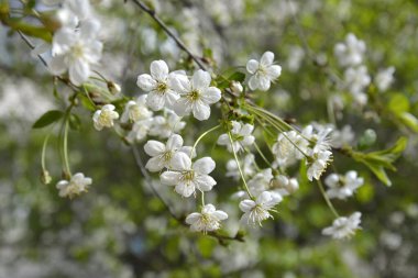 Beyaz kiraz çiçekleri ve taç yaprakları taze bir yeşillik zeminine karşı