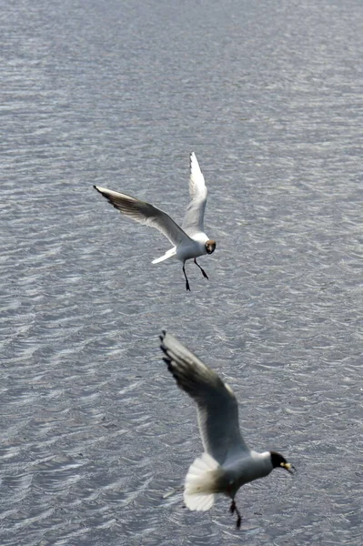 As gaivotas voam sobre a água à procura de peixes. Pequenas ondulações na superfície do lago — Fotografia de Stock