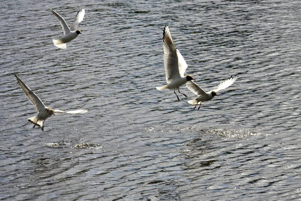 Las gaviotas del río vuelan sobre el agua en busca de peces. Pequeñas ondas en la superficie del lago —  Fotos de Stock