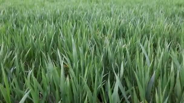 Field of beautiful springtime green rye and wheat closeup for green industry. grass sways in the wind — Stock Video