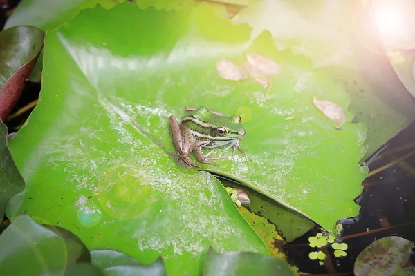 Frog op groene lotus verlaat in rivier — Stockfoto
