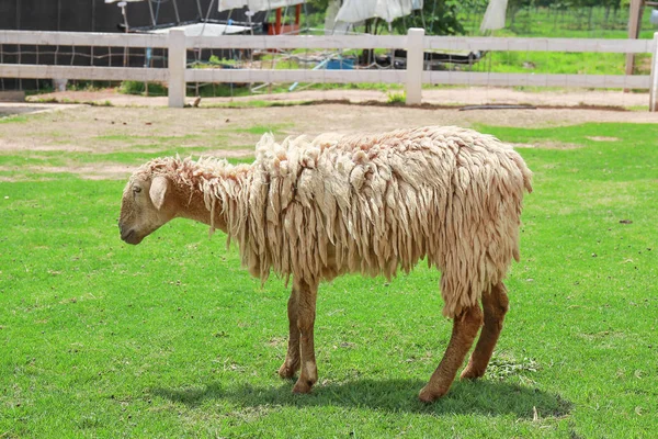 Ovejas en el campo de granja en el campo de Tailandia —  Fotos de Stock