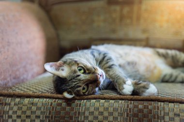 kahverengi gözlü kedi sıcak sesi vintage divan. odağı seçin