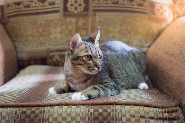 Gato de ojos marrones en sofá vintage en tono cálido. seleccionar enfoque —  Fotos de Stock