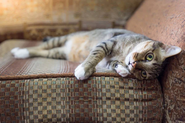 Brown eyed katt på vintage soffa i varm ton. Välj fokus — Stockfoto