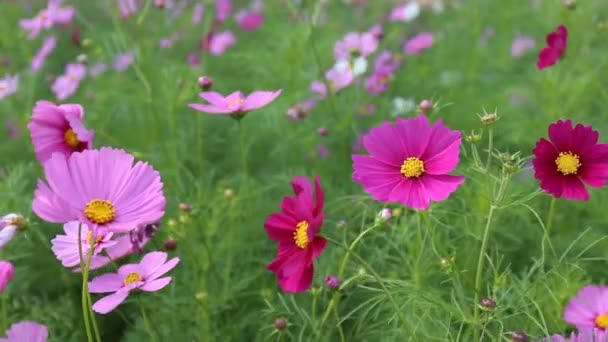 Primer plano Cosmos flores en el campo — Vídeos de Stock