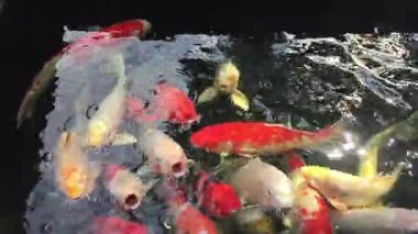 Japon Koi, süslü sazan güneş ışığı ile yüzme su yansıtacak