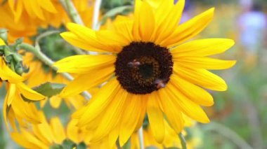 closeup arı ve güzel ayçiçeği esintiyle üfleme