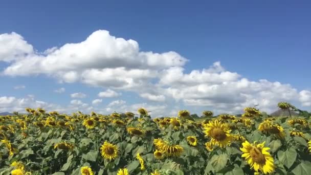 Timelapse de girasoles granja o campo alrededor de la montaña en Tailandia por la tarde — Vídeo de stock