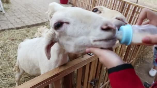 用牛奶喂可爱的绵羊 — 图库视频影像